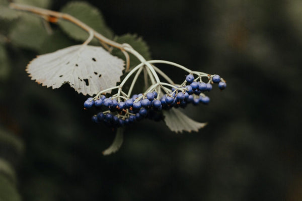 The Elderberry—a Natural 'Medicine Chest'